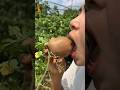 kiwi maduro es muy dulce #shorts #satisfactorio #kiwi