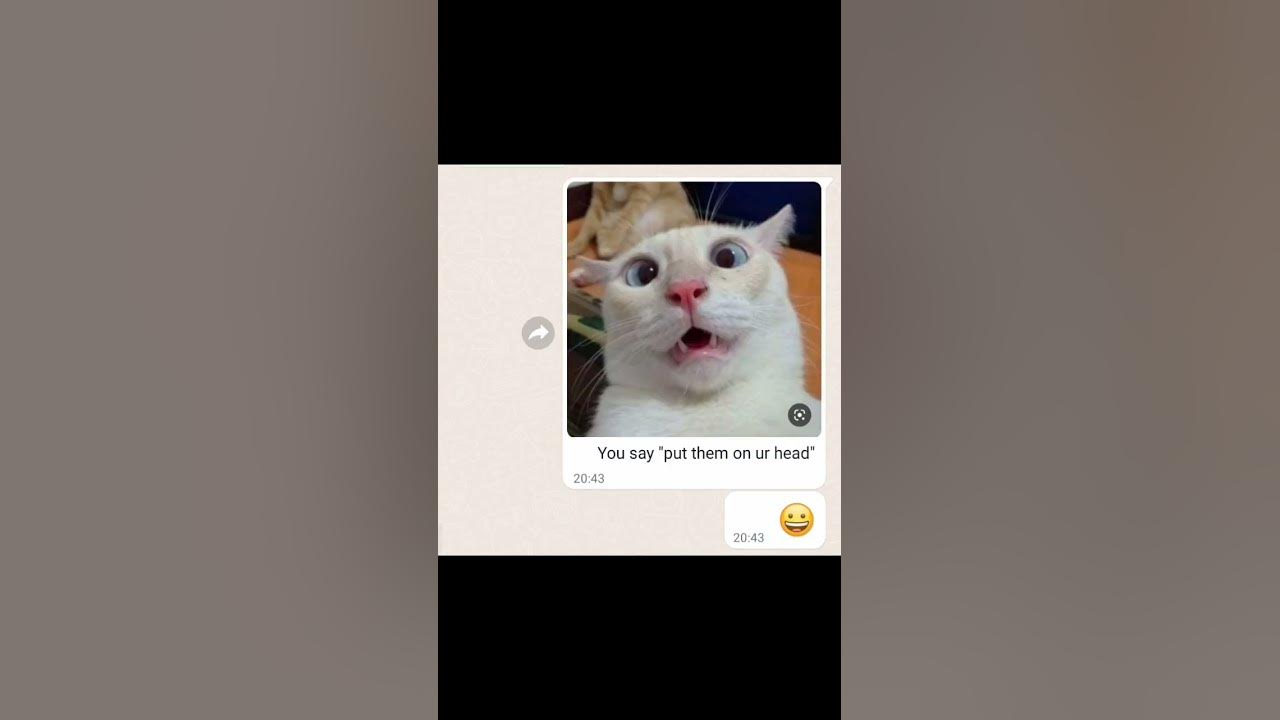 What color is the sky ay mi amor ay mi amor shorts cats youtube