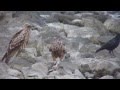 トビとカラス　　Crow　VS kite