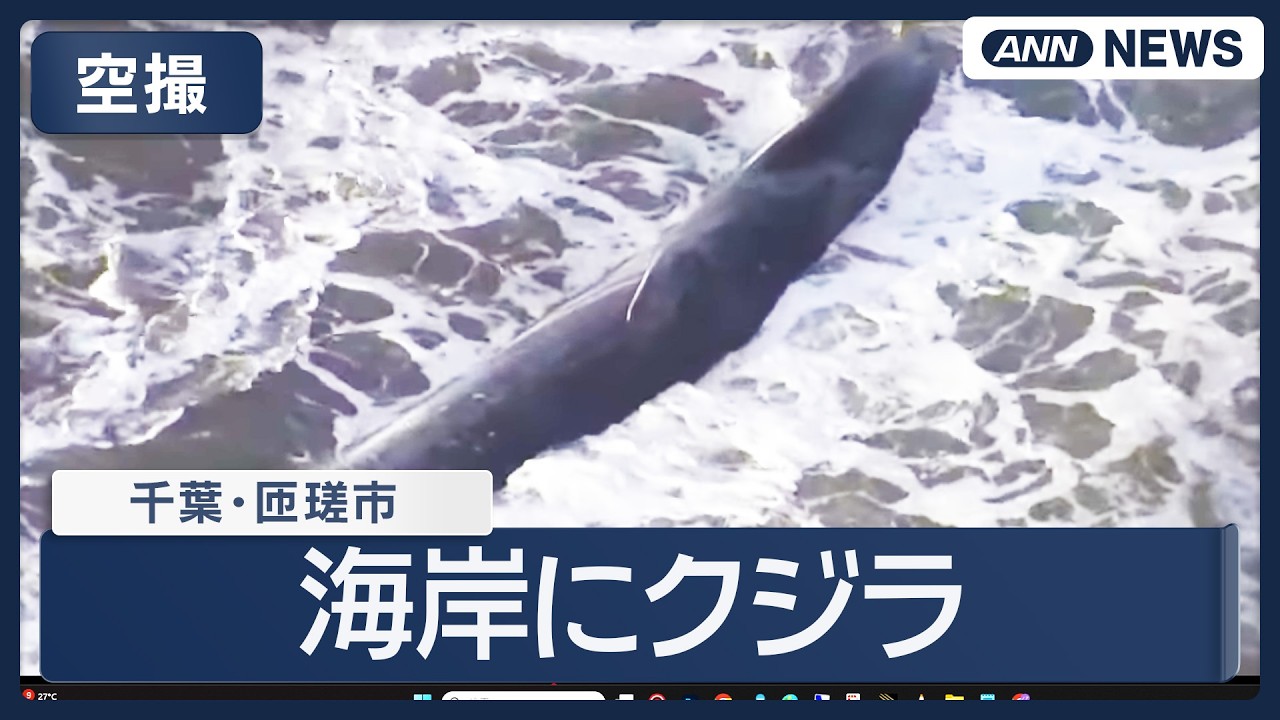 空撮】千葉・匝瑳市の海岸にまたクジラが…数日前にも打ちあげられる