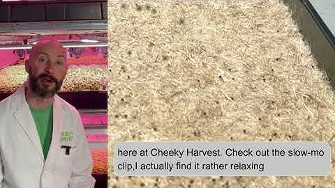 Perfect seed density😀