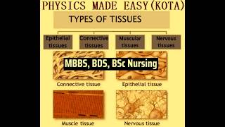 Epithelial tissue; connective tissue; muscular tissue; nervous tissue; types of tissue diagram-2;
