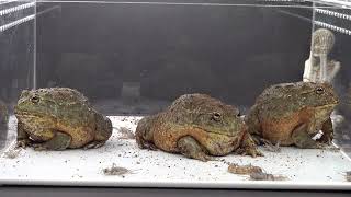 Pixie Frogs Clean Up Bug Problem Warning Live Feeding