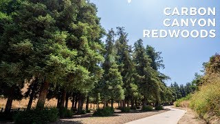 Carbon Canyon Coastal Redwoods Hike in Southern California