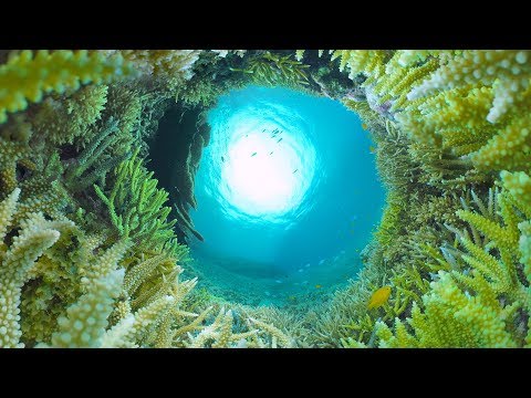 8K 360 VR : 西表島 水中 360度動画 360video