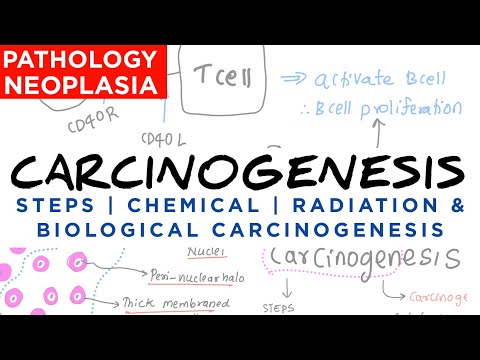 Video: Inflammation Och Bröstcancer. Inflammatorisk Komponent I Bröstkarcinogenes I Transgena ErbB2-möss