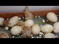 Инкубация индюшиных яиц 27 день вылуп индюшат