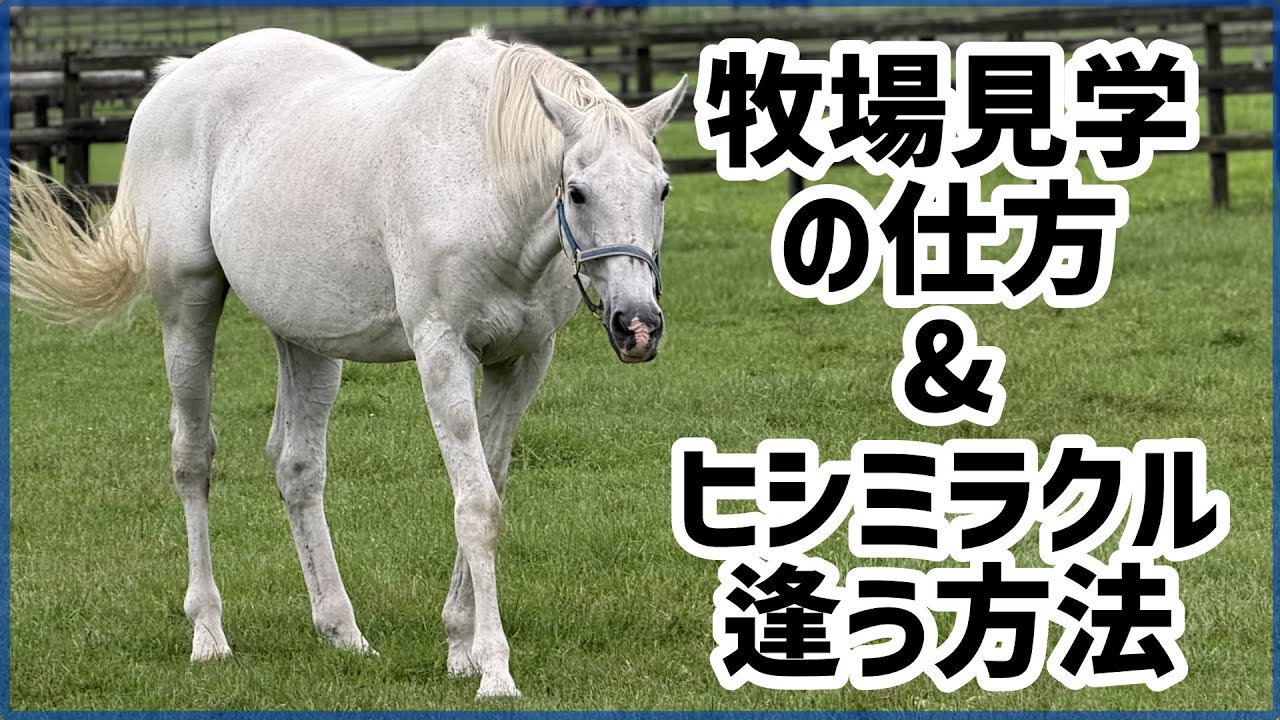 第124回はっくんのひとり言 牧場見学の仕方&ヒシミラクルに逢う方法 #607