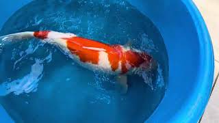 KO-V24-10117 augsutus 2025 gemeten 71 cm. 