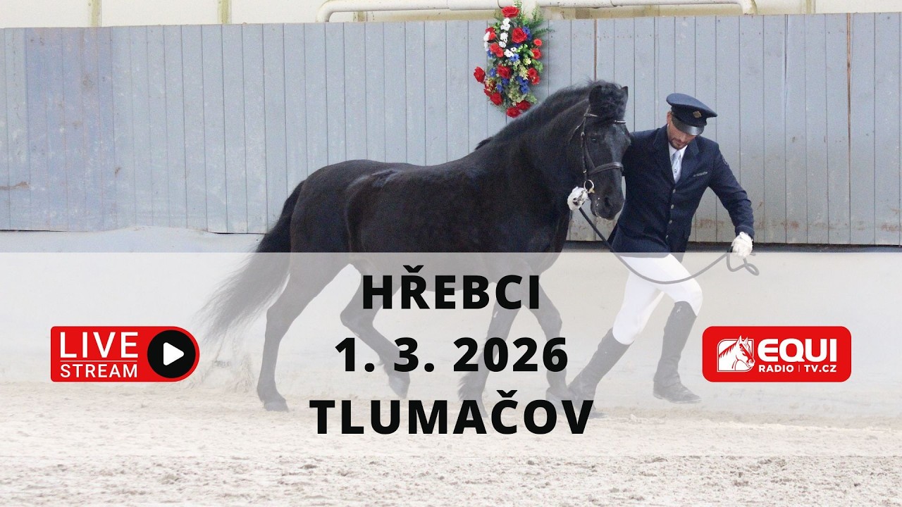 ŽIVĚ 🔴 | hřebci ČSP, HF, SHP, WP, MH a O Tlumačov – 1. 3. 2026