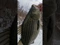 HUGE Winter Bass 10+ LBS