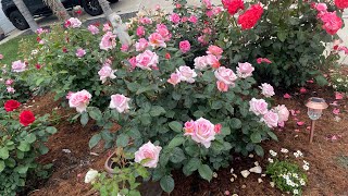 Elle Rosemost Reward For Least Effort