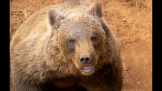 Grizzly Bear Attack on June 11th, 2024 at Ruby Ridge, Alberta, Canada