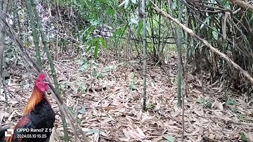 Dib qaib qus 10/3/2024