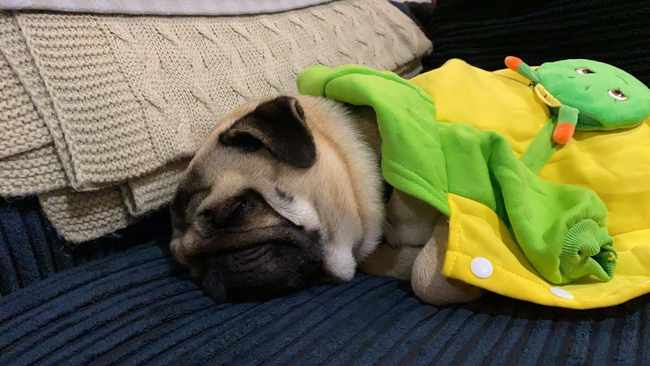 DOG MODEL 2021 | Do you like Pangpang the Pug's new outfit? (YouTube Shorts Live)