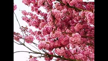 الْيَوْمَ نَخْتِمُ عَلَى أَفْوَاهِهِمْ آيات مؤثرة من سورة يس القارئ سطام محمد بن جلوي