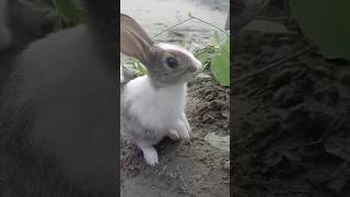 Grey Rabbit Vlogs