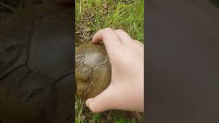 Turtle and the frog
