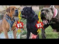 Boerboel vs Cane corso vs Bandog | Bandog vs cane corso | cane corso vs Bandog | Boerboer vs bandog