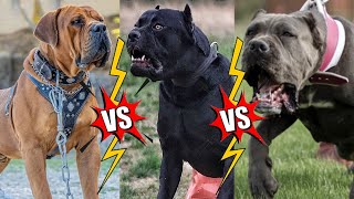 Boerboel vs Cane corso vs Bandog | Bandog vs cane corso | cane corso vs Bandog | Boerboer vs bandog