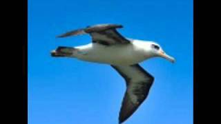 Vignette de la vidéo "Juha Vainio - Albatrossi"