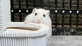 🐹 Hamster Escaped From The Toilet 🐹Hamster Adventure Collection#ep1-20 #cute