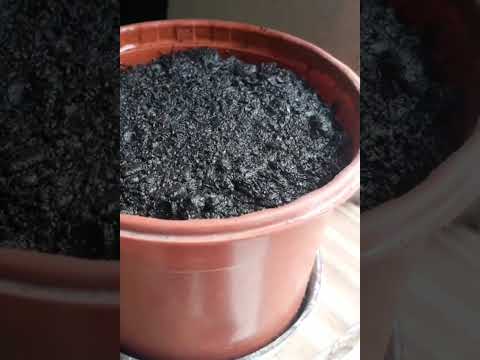 Vídeo: Cultivar síndries: com cultivar síndries