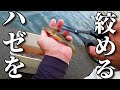 ハゼの血抜き、締め方 ハサミで簡単!美味しく持ち帰り