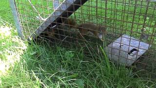 Three legged squirrel