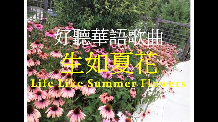 超好听华语歌曲「生如夏花」- 深夜食堂揷曲 Beautiful Chinese Song - Life Like Summer Flowers - 天天要闻