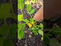 菜床里不请自来的小苗 好事要发生 小松鼠的杰作 我家菜园 加拿大生活 菜床里不请自来的小苗 好事要发生 小松鼠的杰作 我家菜园 加拿大生活