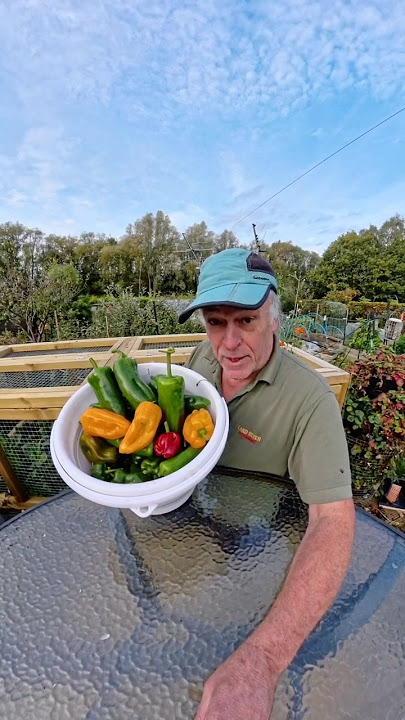 October Sweet Pepper Harvest #selfsufficiency #raisedbedgarden #kitchengarden #pepperplants #peppers