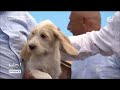 Le grand griffon, le chien vendéen par excellence の動画、YouTube動画。