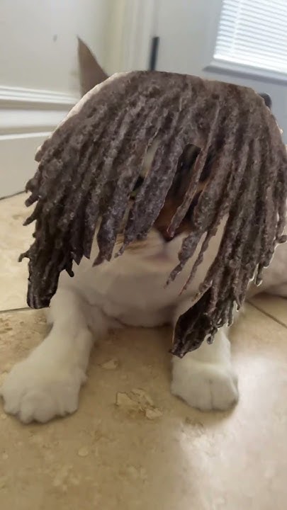 Kitty Is A Nonchalant Dread Head funny fyp YouTube kitty-is-a-nonchalant-dread-head-funny-fyp-youtube