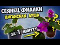 Рост сеянца фиалки Цыганская душа от ростка до цветения / Фиалка - ускоренная съемка