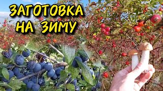 видео: Заготовка на зиму терновника, шиповника и грибов 2025 картинка: Заготовка на зиму терновника, шиповника и грибов 2025