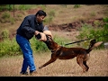 Best dog training center in kerala - Watch Mr. Vineeth training Belgian malinois Best dog training center in kerala - Watch Mr. Vineeth training Belgian malinois