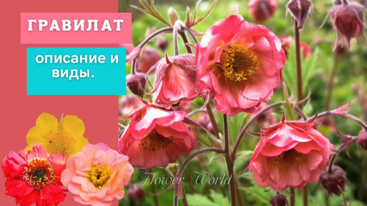 Гравилат цветок. Описание, особенности, виды.🌺 - YouTube