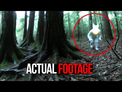 Trail Cam Footage No One Saw Coming