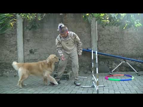 Video: Cara Menyapih Anjing Yang Melompat Pada Orang