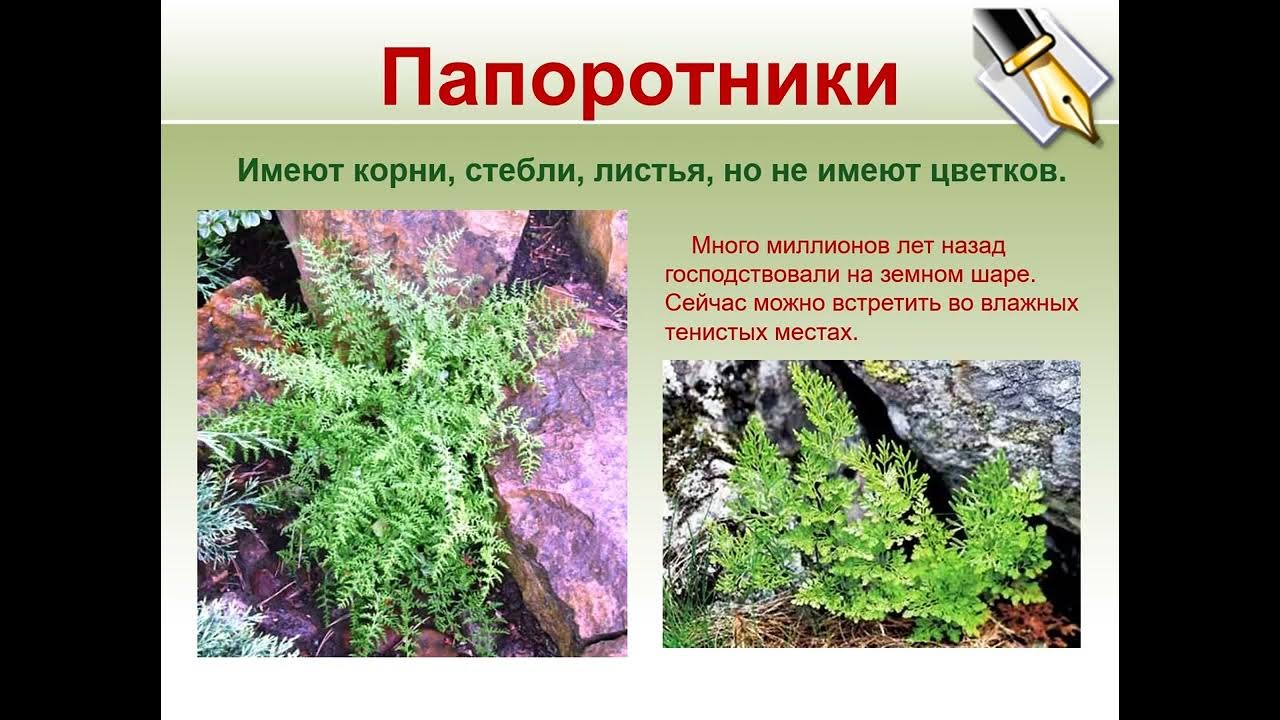 разнообразие растений. разнообразные растения на земле. разнообразие растений. водоросли мхи папоротники хвойные цветковые. презентация на тему разнообразие растений.