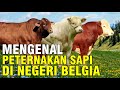 Peternakan Sapi Belgia Negara Yang Sukses Mengembangkan Belgian Blue