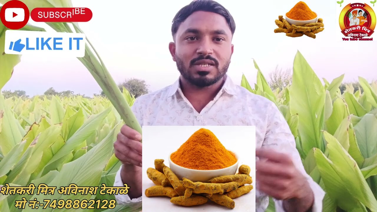  हळद पिकातील शेवटचा टप्पा – पाणी व्यवस्थापन आणि विद्राव्य खतांचे अचूक नियोजन #हळद #शेतकरी