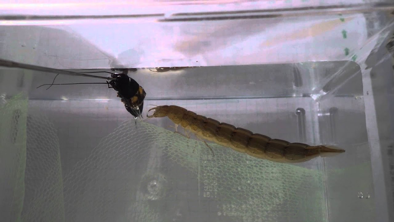 上陸判断 ナミゲンゴロウ幼虫3齢後期 Youtube