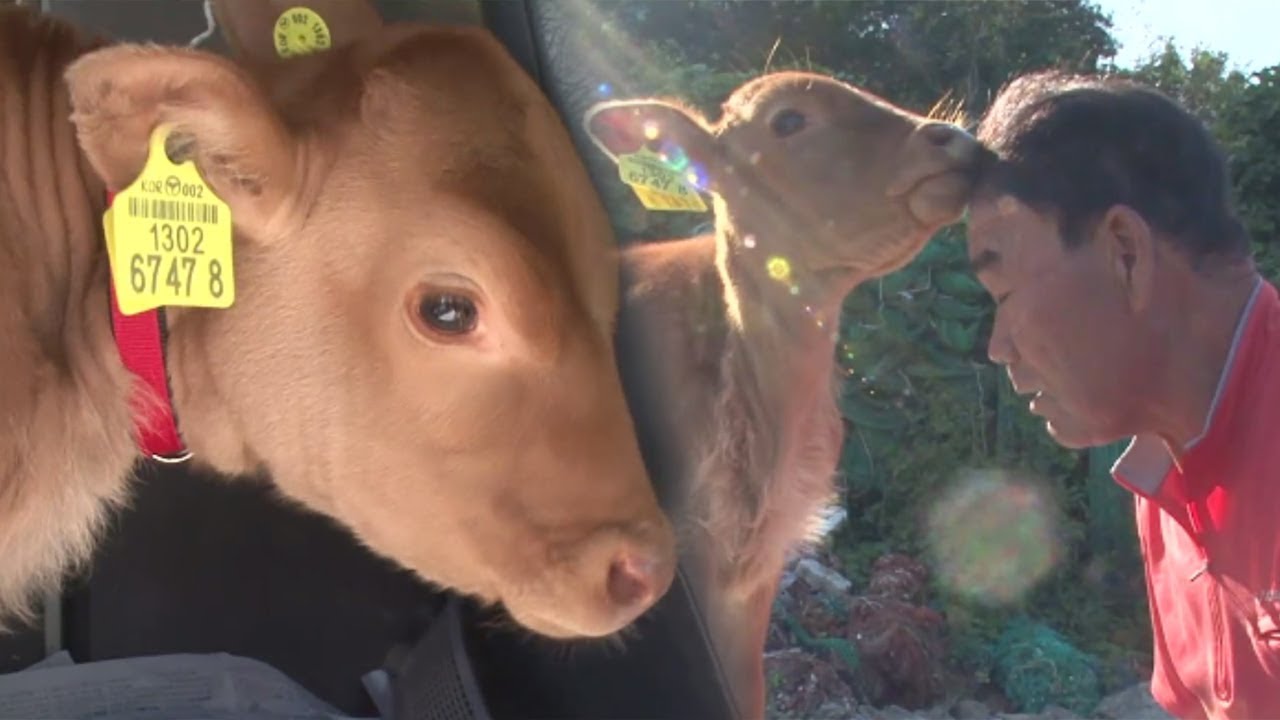 할아버지 껌딱지 송아지 명공이! 함께하‘소’ @TV 동물농장 20181111