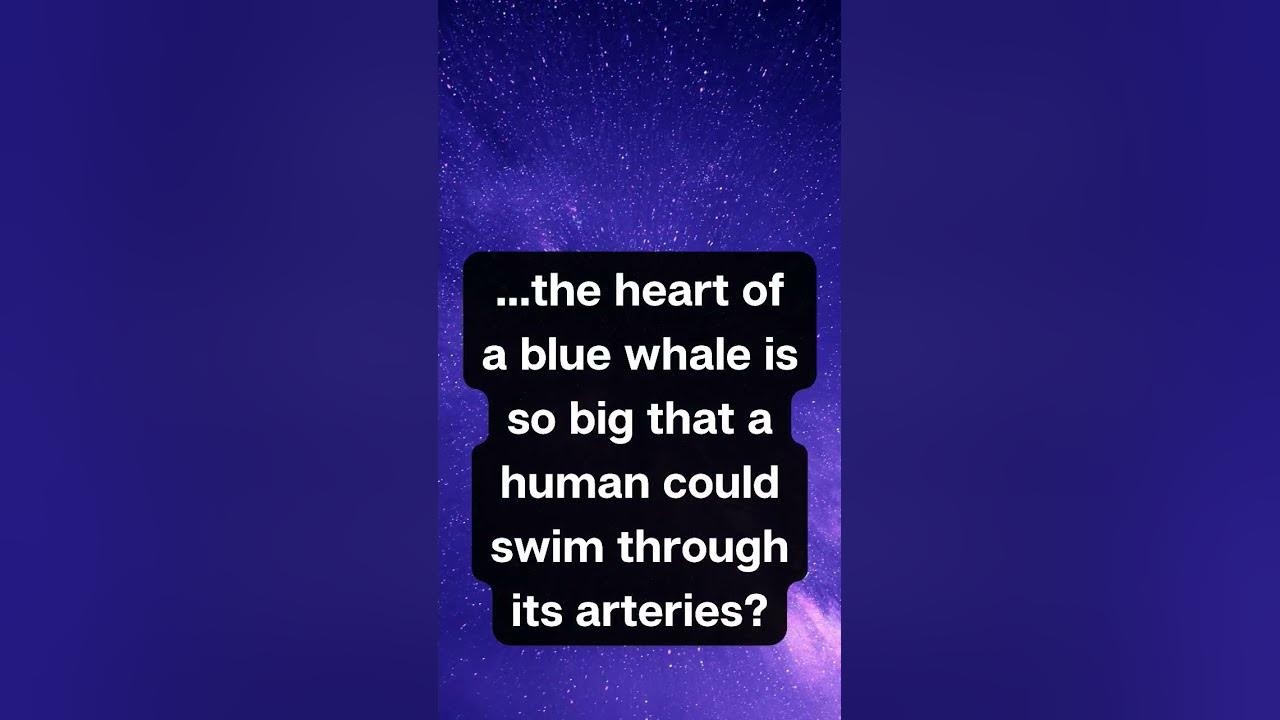 Did You Know That The heart of a blue whale... - YouTube