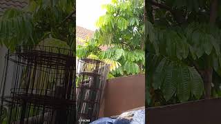 Download Lagu Jerita Serit Tusun Ke 9 MP3