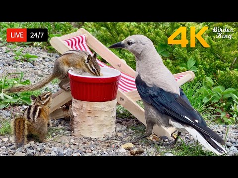 🔴 24/7 LIVE: Cat TV for Cats to Watch 😺 Chipmunks Running! Epic Birds vs Squirrels 🐿️ Cat Games