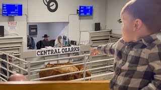 Our First Cattle Auction!