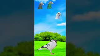 assalam alaikum ❤️ #shortvideo #